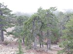 Ancient Black Pine in Troodos mountains Cyprus